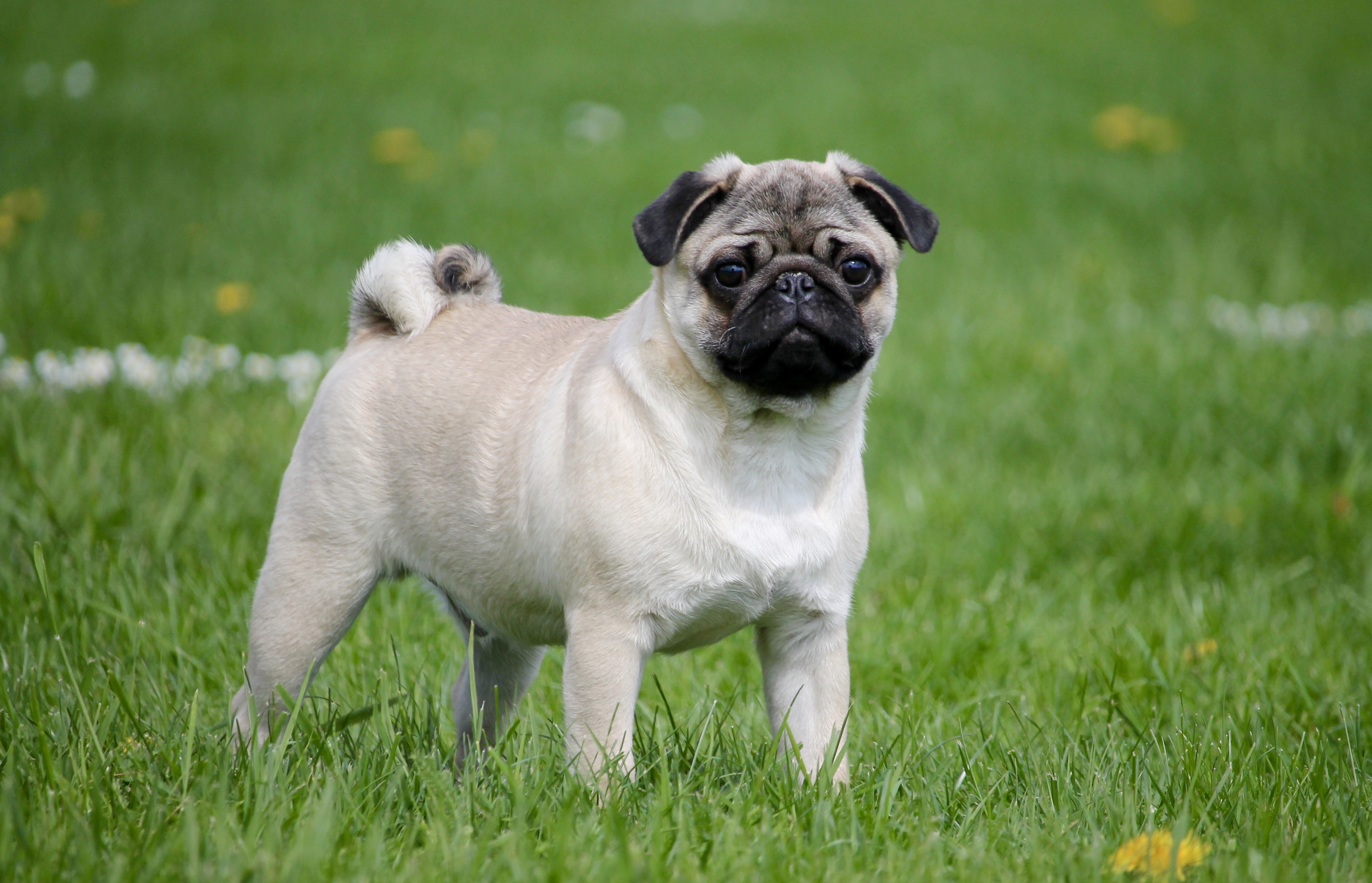 pug on a grass